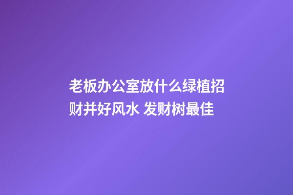 老板办公室放什么绿植招财并好风水 发财树最佳